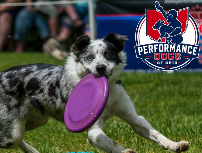 An image of a black and white merle herding dog catching a purple disc on a field of grass. the logo of Performance Dogs of Ohio is in the upper right corner.