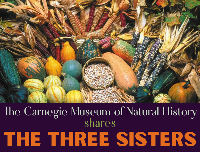 Photo of corn, beans and squash during the harvest season